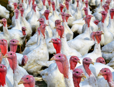 VK verwacht kalkoentekort na vogelgriep, Vlaamse sector blijft ervan gespaard