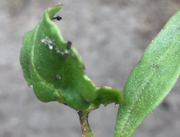 Bietentelers belanden in nieuwe post-neonics-realiteit