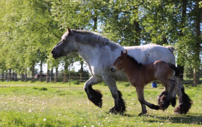 Subsidie voor Belgisch Trekpaard moet ras en traditie levend houden