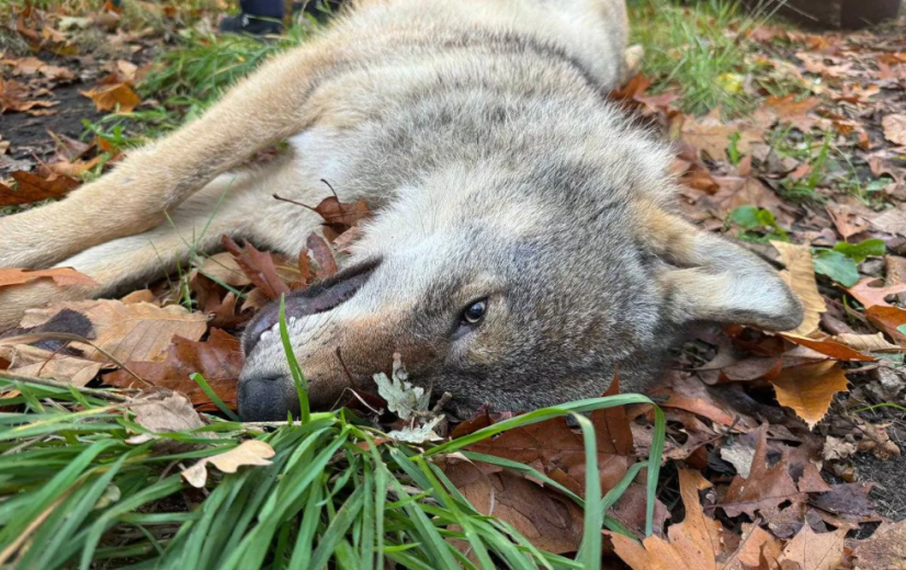 Opnieuw wolf doodgereden in Limburg