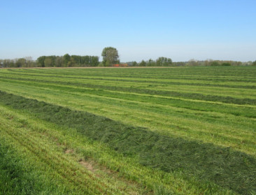 Meer mest, meer pollen? Studie over graslandbemesting stuit op kritiek bij landbouw