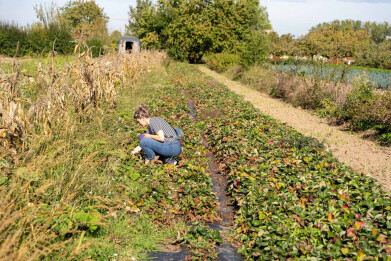 Boerencompanie_zelfoogst van aardbei