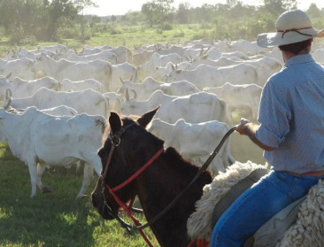 Eén is op zoek naar avontuurlijke melkveehouders