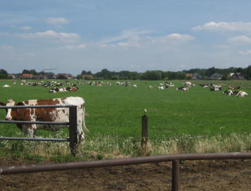 Milcobel kent 500 euro toe voor weidegang