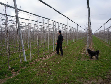 Bieden clubrassen een uitweg voor fruittelers?