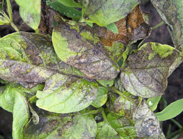 Doorbraak in bescherming tegen aardappelziekte