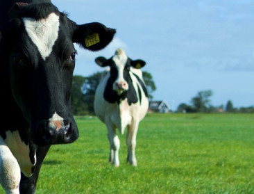 Goede vooruitzichten voor Belgische biologische melkprijs, Franse prijs onder niveau gangbare melk