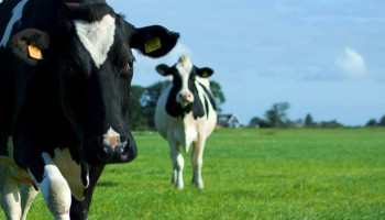 Goede vooruitzichten voor Belgische biologische melkprijs, Franse prijs onder niveau gangbare melk