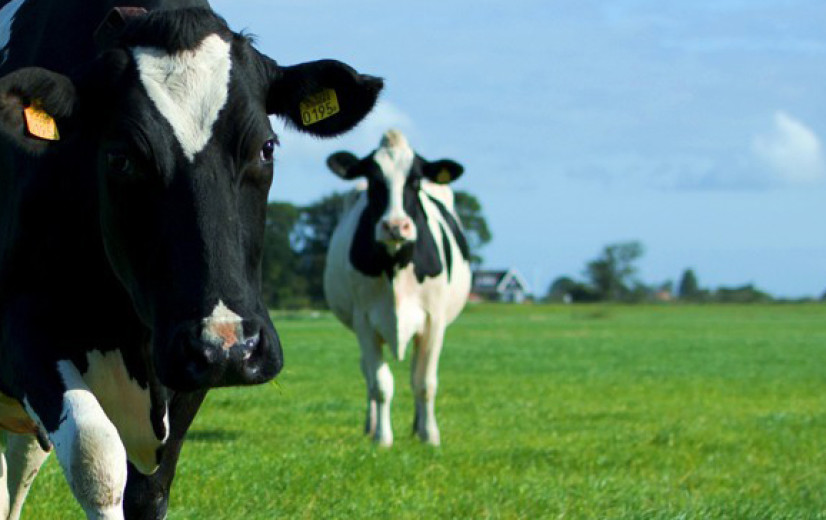 Tegen eind dit jaar duidelijkheid over exacte natuurdoelen in Turnhouts Vennengebied