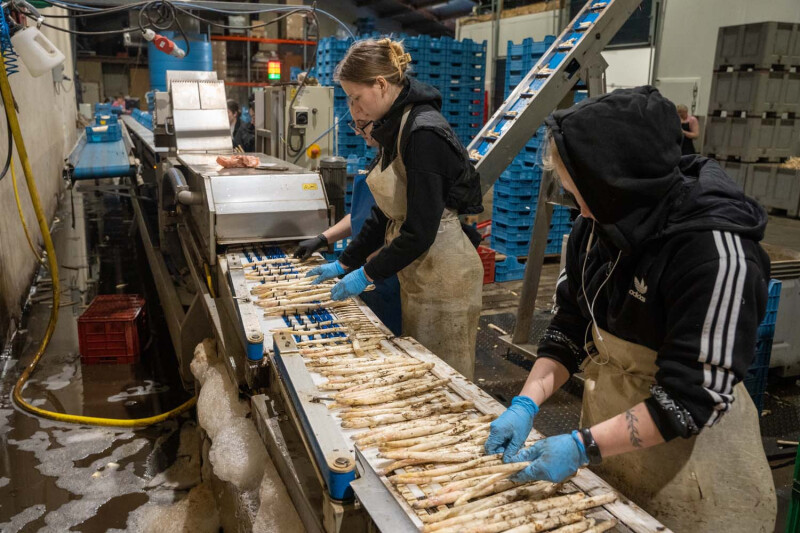 Seizoensarbeiders asperges bij Lavrijsen2