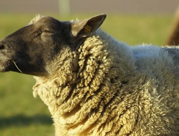 Vlaanderen neemt Europese voortrekkersrol dierenwelzijn