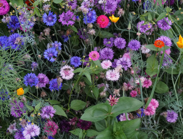 Mobiele app helpt bij identificatie insecten