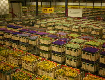 Rusland gaat import van Nederlandse bloemen controleren
