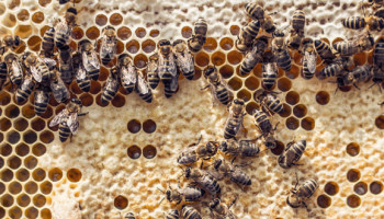 “Aziatische hoornaar zal wintersterfte bij bijen wellicht opdrijven”