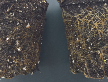 Bacteriële veredeling moet planten robuuster maken