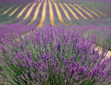 Rupsen eten Franse lavendelvelden kaal, mogelijk miljoenen aan oogstverlies