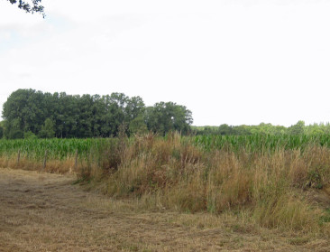 Borsus en De Block schrijven nieuw KB distelbestrijding