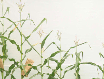 Sneuvelt het taboe van de ggo's bij Groen? 