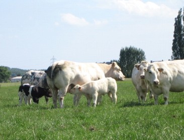 ABS en Natuurpunt vragen duurzaamheidspremie voor vleesvee