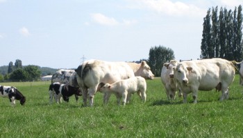 ABS en Natuurpunt vragen duurzaamheidspremie voor vleesvee