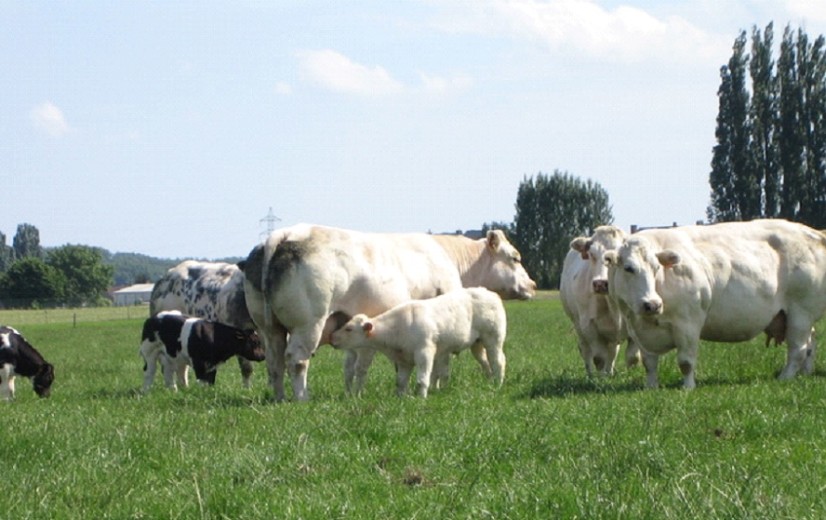 ABS en Natuurpunt vragen duurzaamheidspremie voor vleesvee