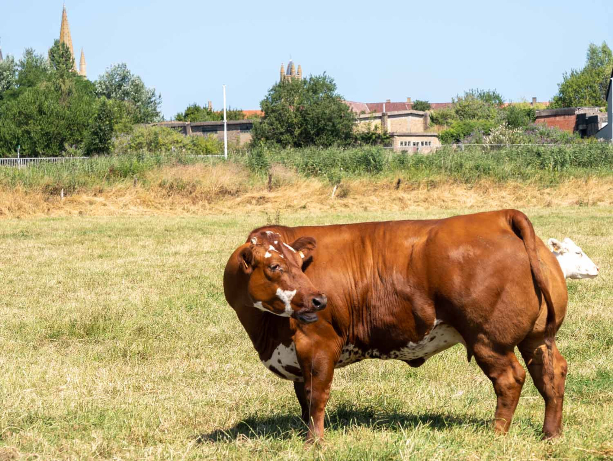 West-Vlaams Rood5