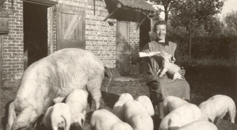 Een boerin voedt biggen met ondermelk, een restproduct bij het maken van boter, in Zele, 1931. Collectie KADOC-KU Leuven, Beeldarchief Boerenbond