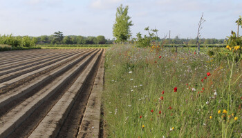 Tussen akker en bos groeit een nieuw landbouwmodel in Vlaams-Brabant