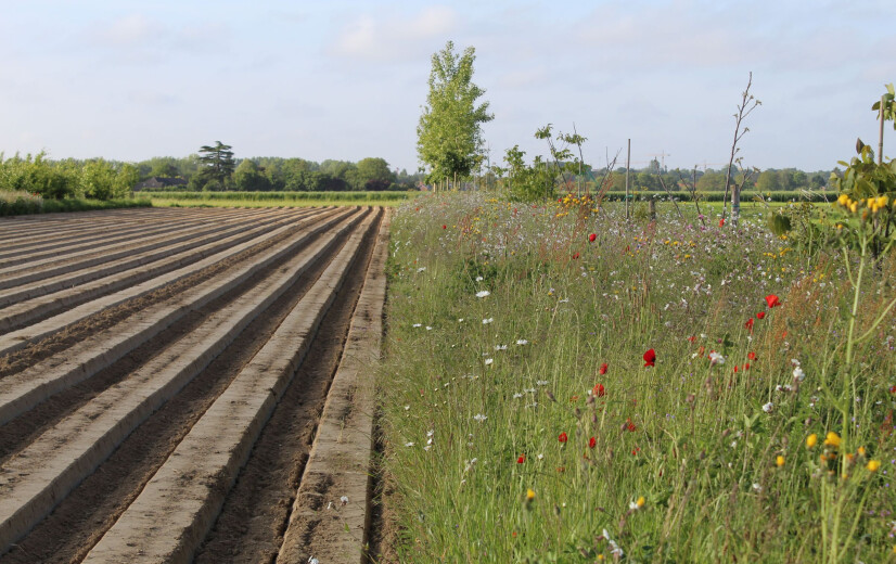 Tussen akker en bos groeit een nieuw landbouwmodel in Vlaams-Brabant