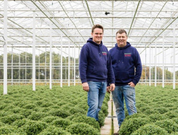 Minder telers, meer kansen: Vlaamse chrysant zoekt nieuw leven buiten het kerkhof