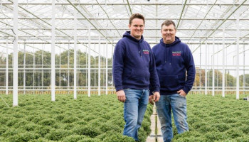 Minder telers, meer kansen: Vlaamse chrysant zoekt nieuw leven buiten het kerkhof