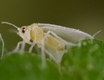 Geuren landbouwgewassen minder dan vroeger?