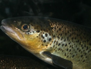 Stroomversnelling voor onderzoeksprojecten Aquacultuur