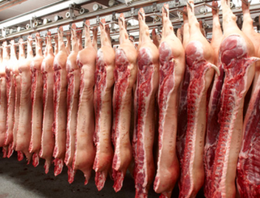 Afrikaanse varkenspest doet Europese varkensprijzen kelderen