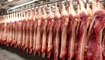 Afrikaanse varkenspest doet Europese varkensprijzen kelderen