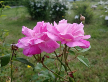 Nieuwe doorbraken in ontrafelen roosgenoom 