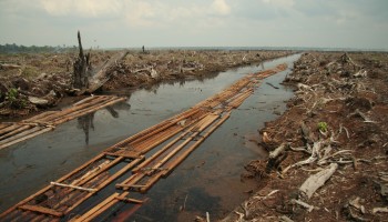 WTO verwerpt klacht van Maleisië tegen EU in het palmolieconflict