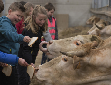 Haspengouwse schoolkinderen op boerderijbezoek