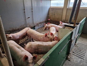 ILVO onderzoekt impact van stalbezetting op emissie van varkenshouderij