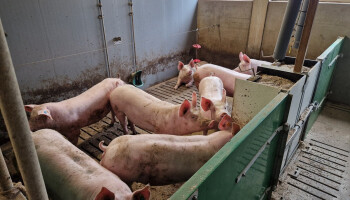 ILVO onderzoekt impact stalbezetting op emissie varkenshouderij