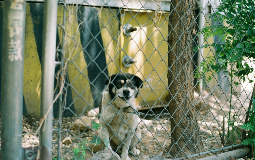 Toegenomen gevoeligheid voor dierenwelzijn mondt uit in recordaantal meldingen