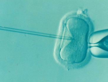 Europese primeur: allereerste IVF-veulen geboren in Gent