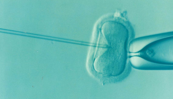Europese primeur: allereerste IVF-veulen geboren in Gent