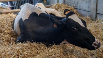 Blauwtongvirus serotype 8 vastgesteld in België: impact beperkt door vaccinatie