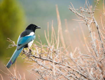 Ekster is Vogel van het Jaar 2025, Vogelbescherming wil bestrijding aan banden leggen
