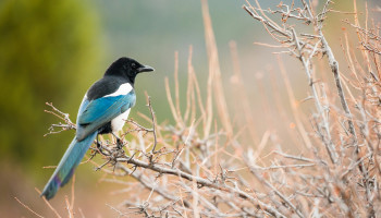 Ekster is Vogel van het Jaar 2025, Vogelbescherming wil bestrijding aan banden leggen