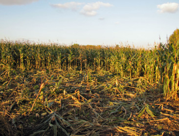 Agrovoedingsketen wil varkenspest kordaat aanpakken