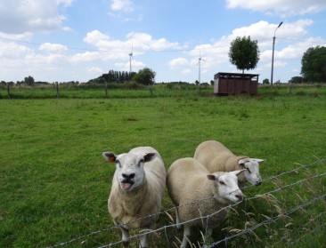 Vlaanderen steekt Wallonië voorbij voor windenergie