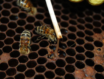 Hoge wintersterfte honingbij in België en daarbuiten