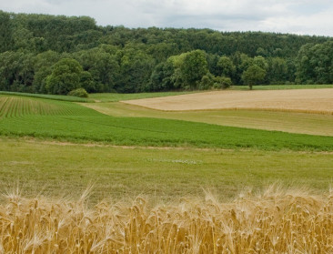 Landbouw beslaat 45% van de totale grondoppervlakte in Vlaanderen
